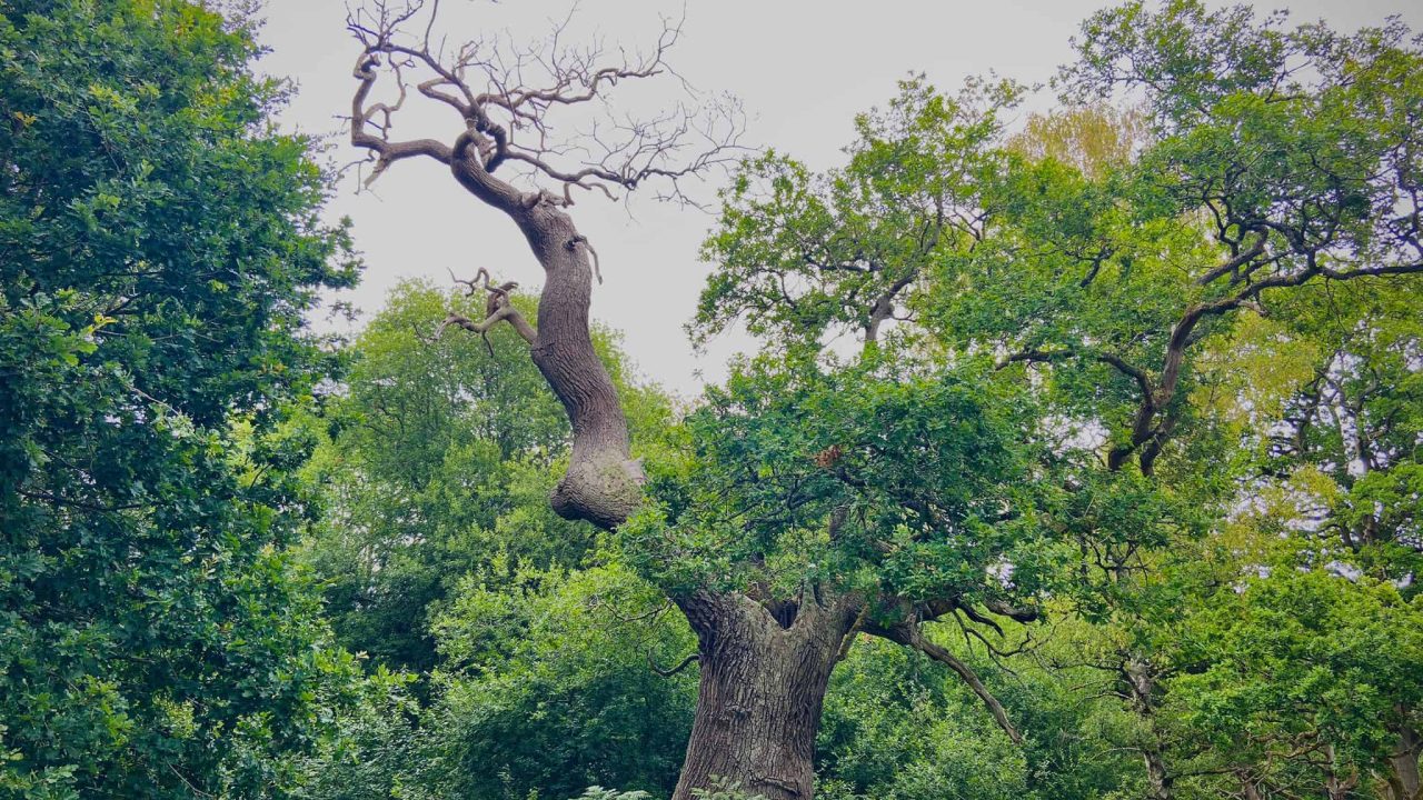 Awesome_tree